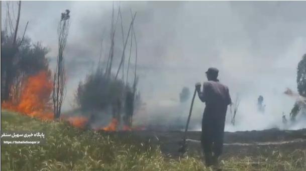 آتش سوزی بخشی از مزارع و درختان در روستای باوله شهرستان سنقروکلیایی