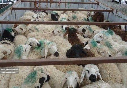 توقیف محموله ۶۱ راسی احشام قاچاق در محور سنقروکلیایی