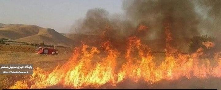 دستگیری عامل آتش سوزی در مزارع گندم سنقروکلیایی