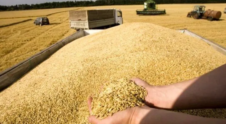 برداشت ۷۵ هزار تن گندم در سنقر