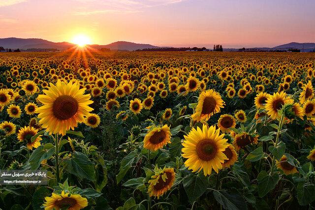 پیشبینی تولید ۴ هزار تن تخمه سنقری