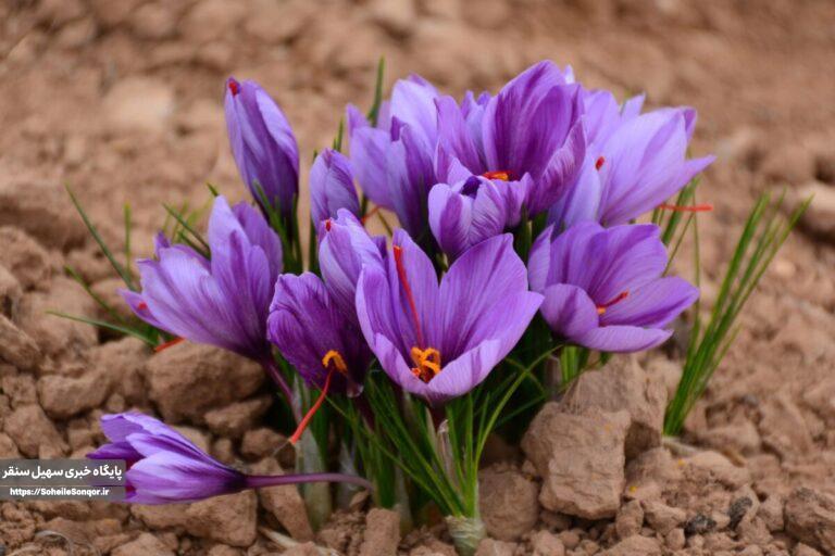 برداشت ۴۰۰ کیلوگرم زعفران خشک از ۶۰ هکتار اراضی شهرستان سنقروکلیایی