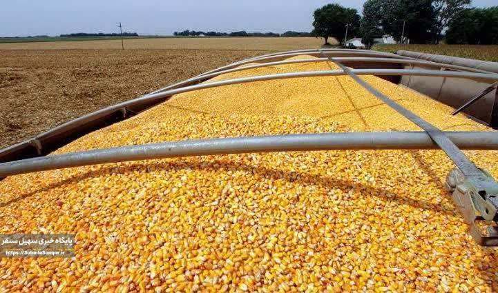 کشف ۳ تن نهادههای دامی قاچاق در سنقروکلیایی