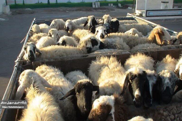 توقیف ۲۰ راس احشام قاچاق