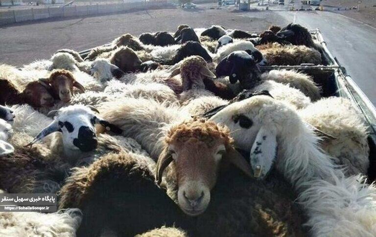 احشام فاقد مجوز در سنقروکلیایی به مقصد نرسید