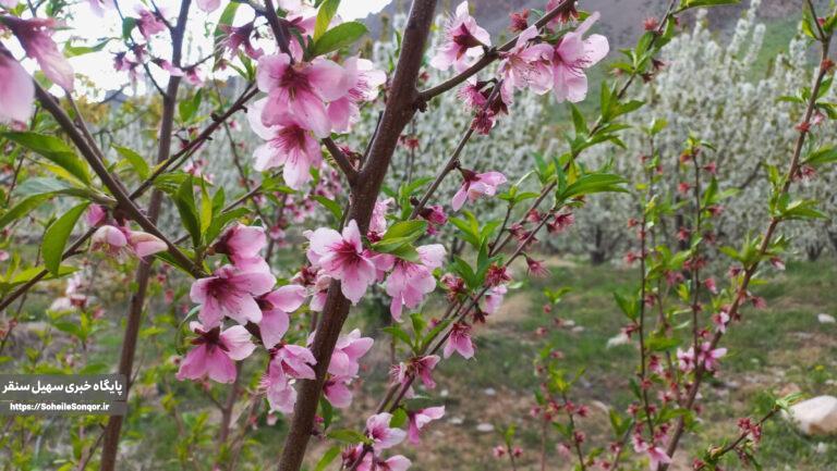طبیعت بهاری سراب کنگرشاه در اردیبهشتماه