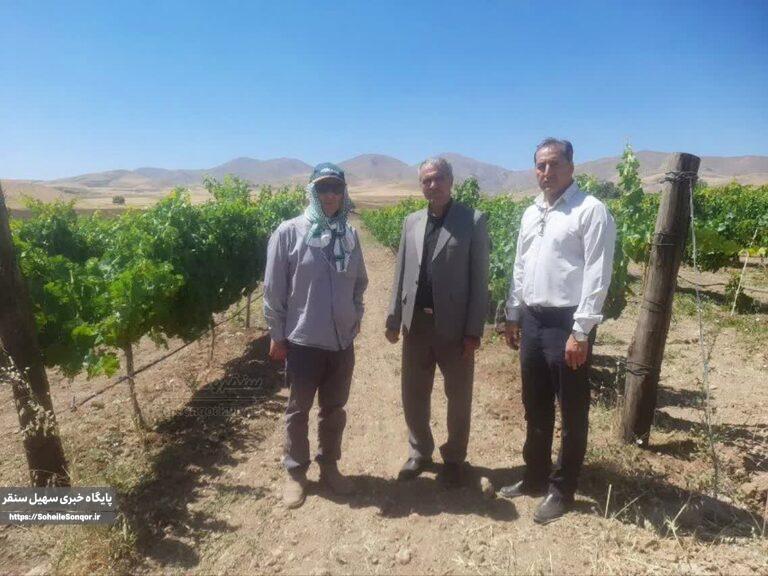 بازدید مدیر جهاد کشاورزی سنقروکلیایی از باغ های داربستی لنجاب