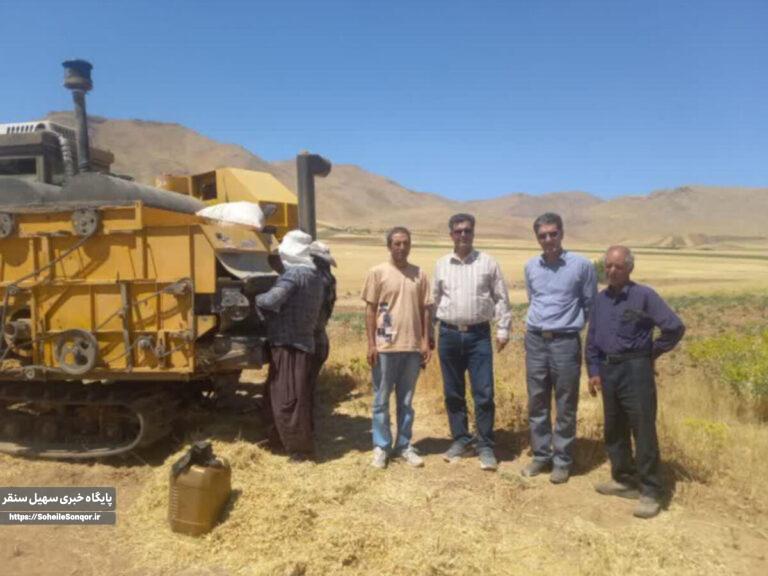 آغاز مکانیزه نخود پاییزه در دیمزارهای سنقر و کلیایی